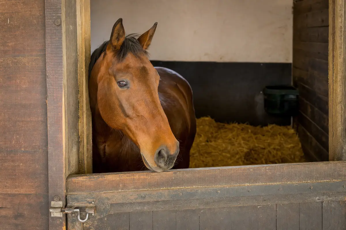 Cheval bai détendu observant par-dessus la porte ouverte d'un box propre et bien entretenu dans un centre équestre