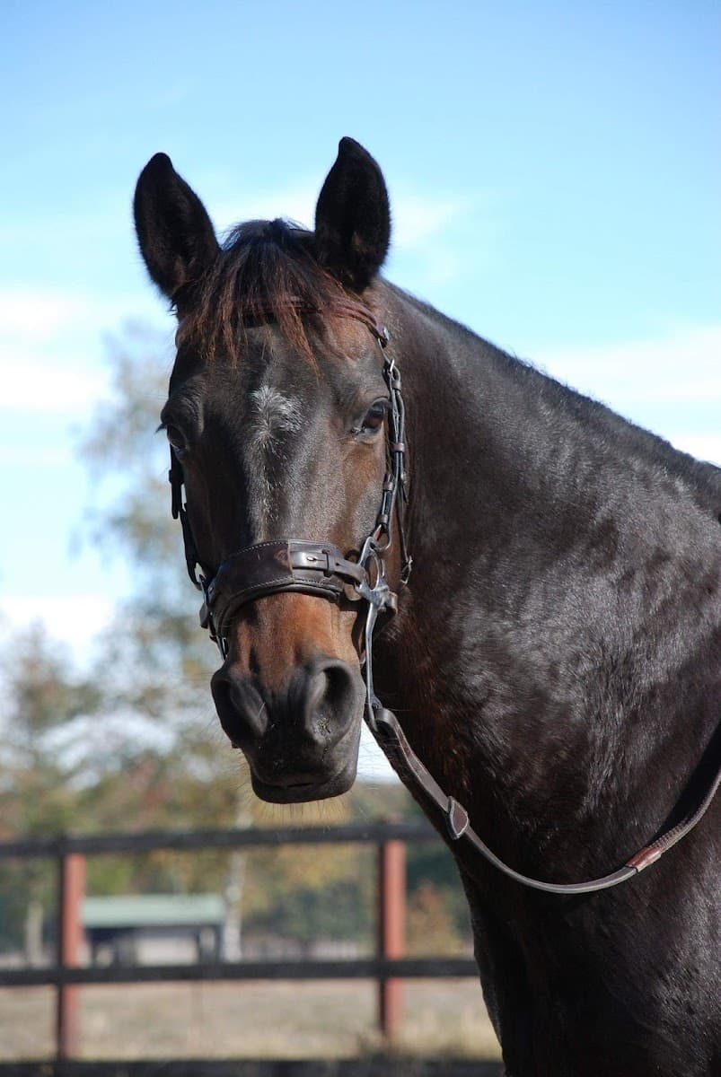 A CHEVAL AUTREMENT — photo 1