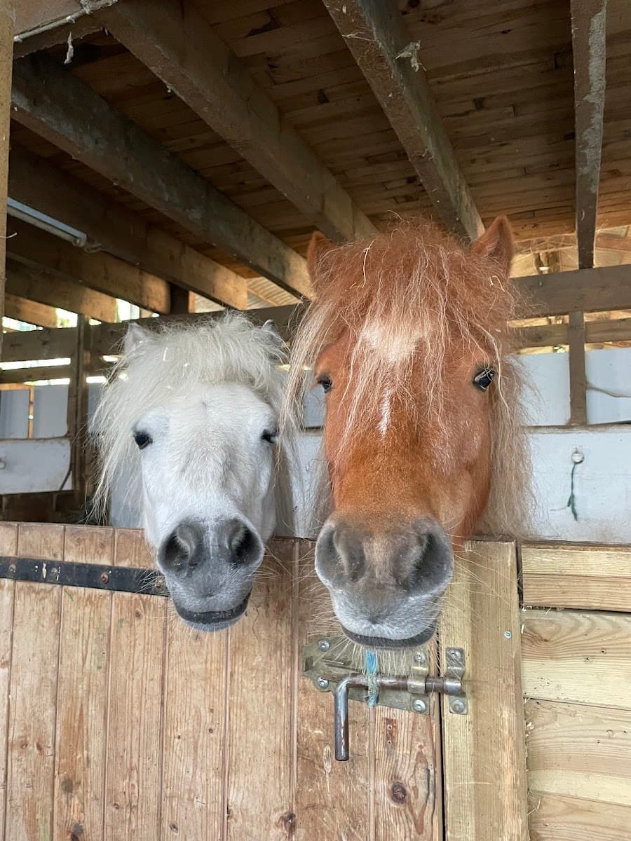 ACADEMIE EQUI LIBRE — photo 1