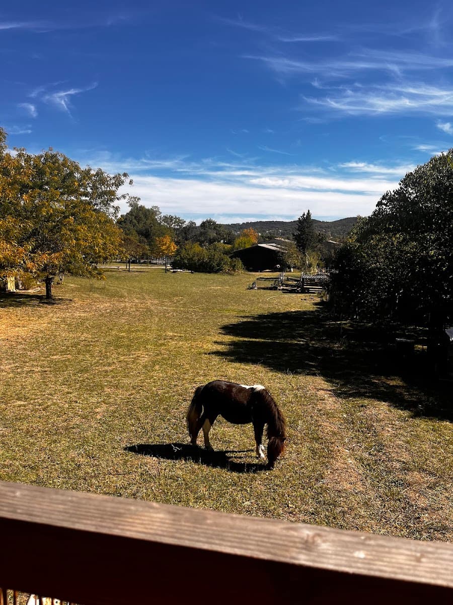 ANIMALIN — photo 1