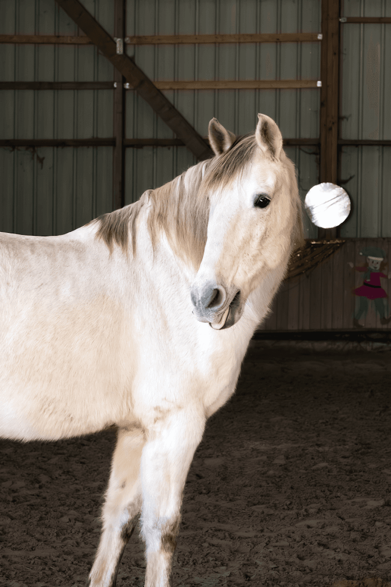 ASSOCIATION CHEVAL VIE — photo 1