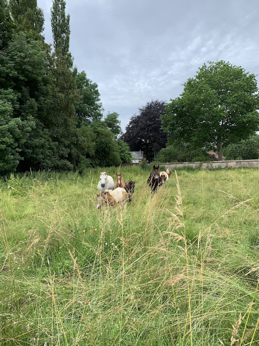 ASSOCIATION PONY REVE — photo 1