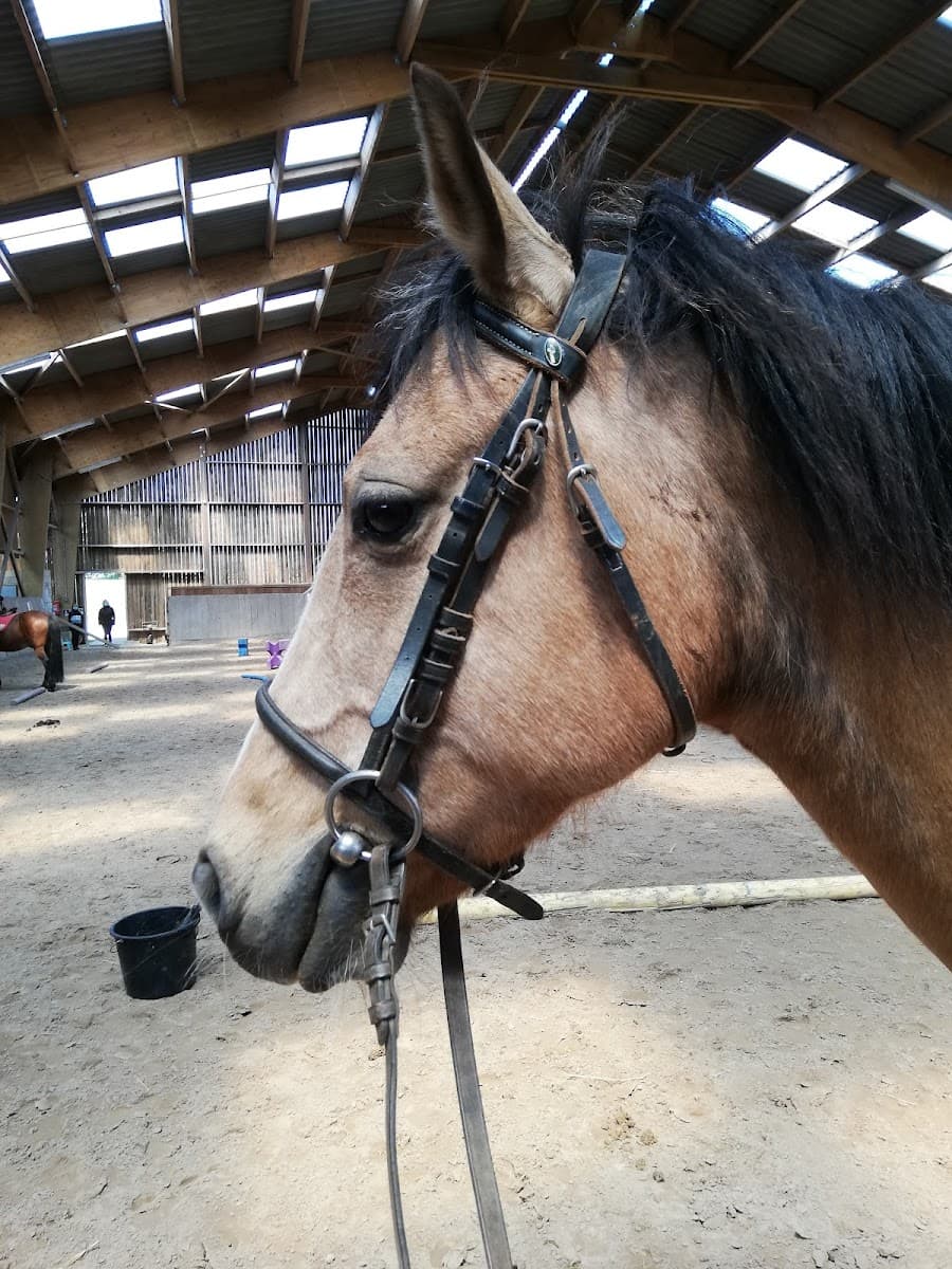 BOIS ROND EQUITATION — photo 1