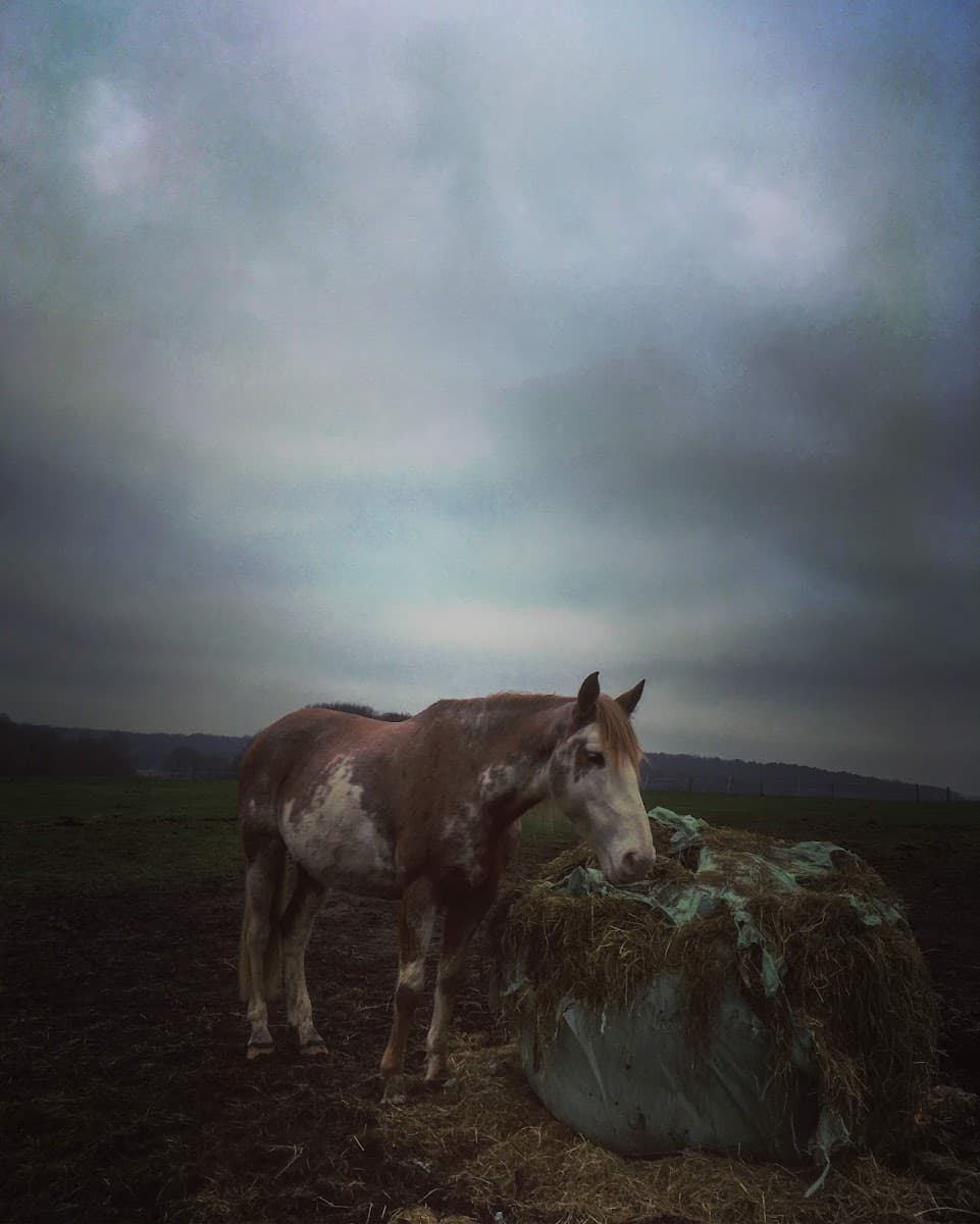 C E DE LA LICORNE — photo 1