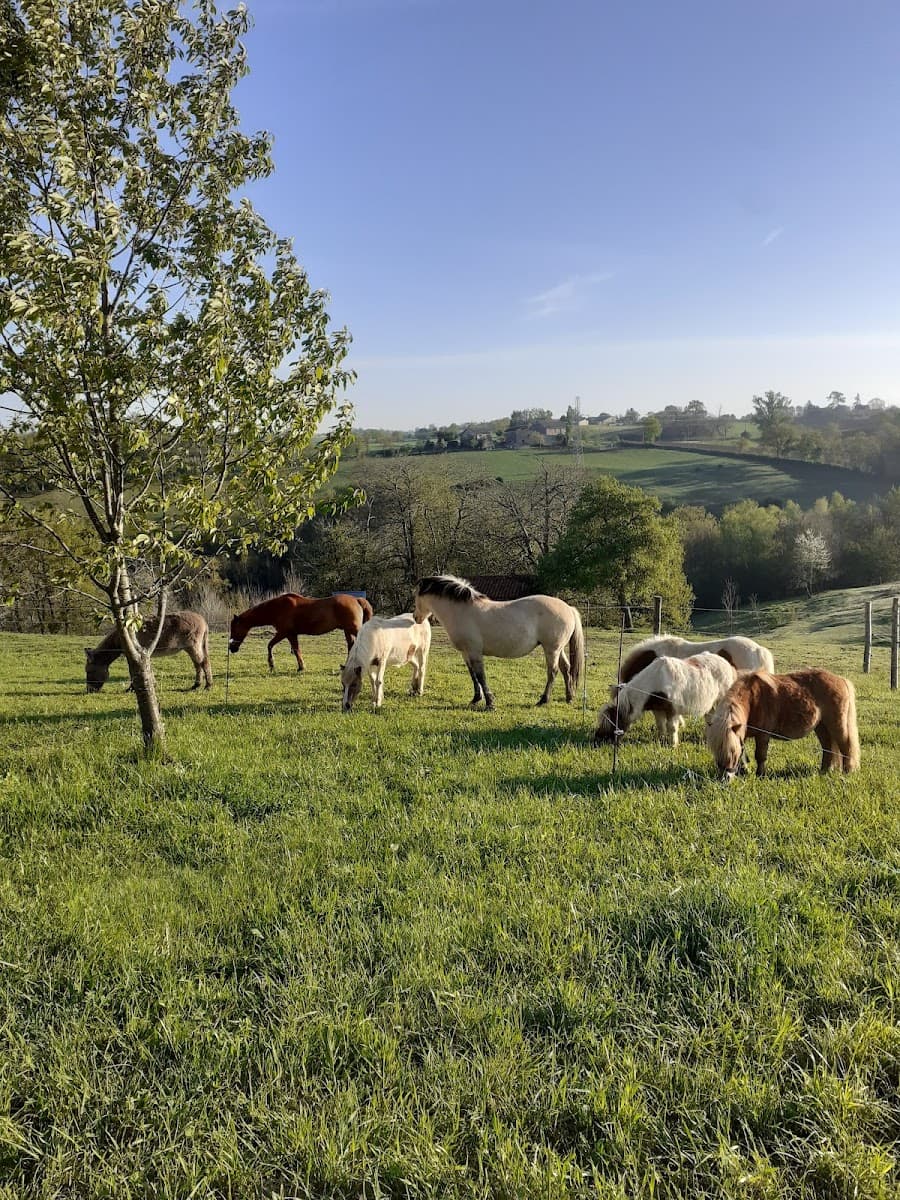 CALMETTES ETAPE EQUESTRE — photo 1
