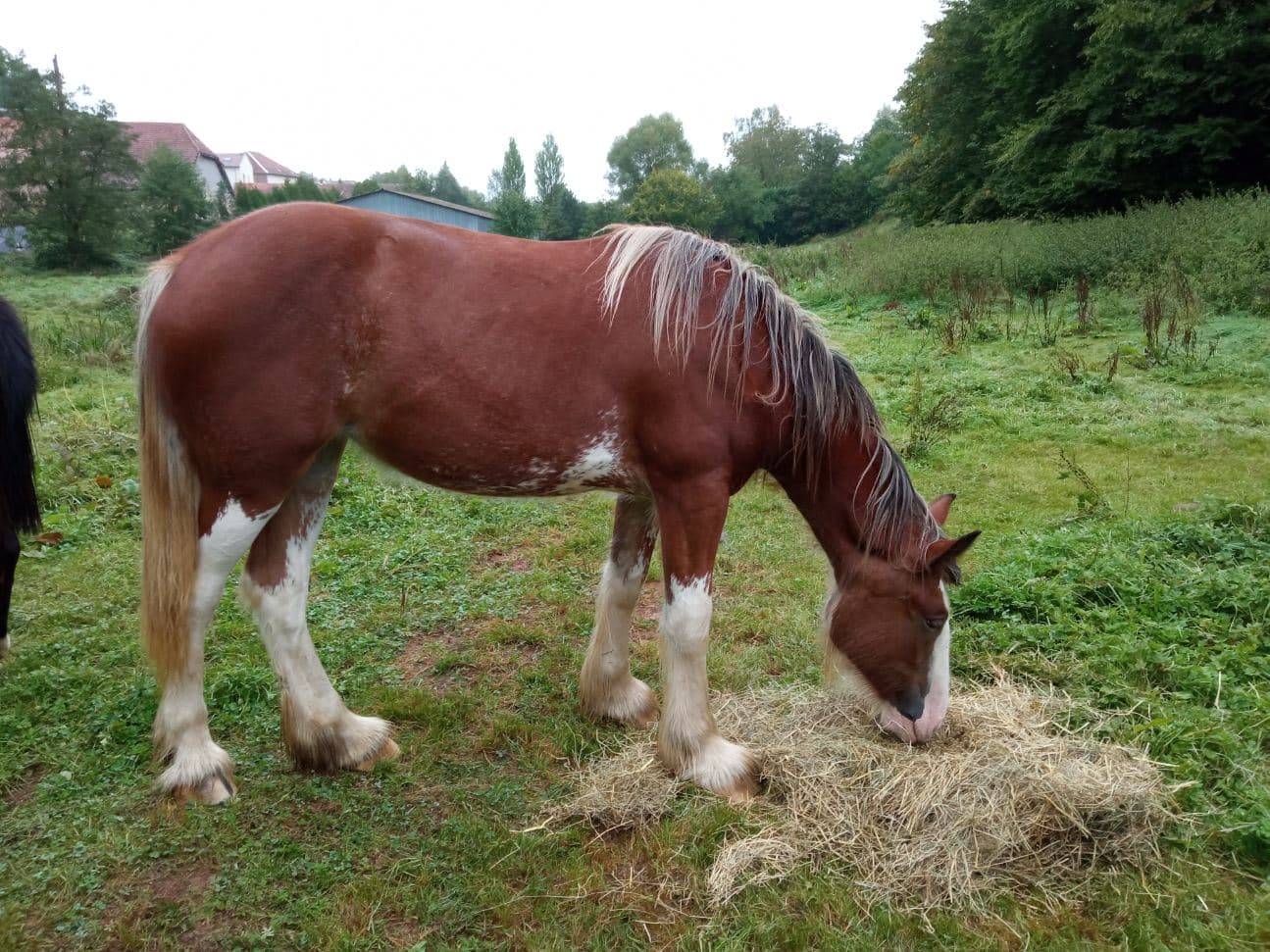 CAVALIERS DU BELVITTE — photo 1
