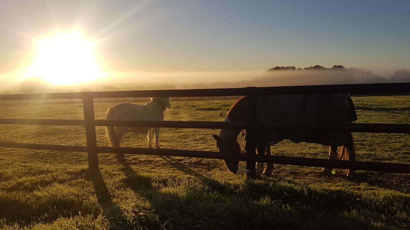 CAVALIERS DU BONHEUR EST DANS LE PRE — photo 1