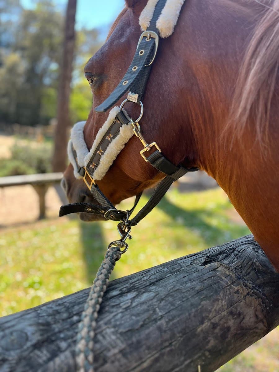 CENTRE EQUESTRE DE L ESTUAIRE SARL CGLG — photo 1