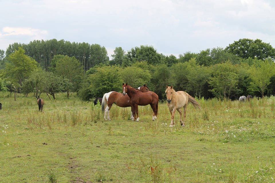 CENTRE EQUESTRE DES VALLEES — photo 1