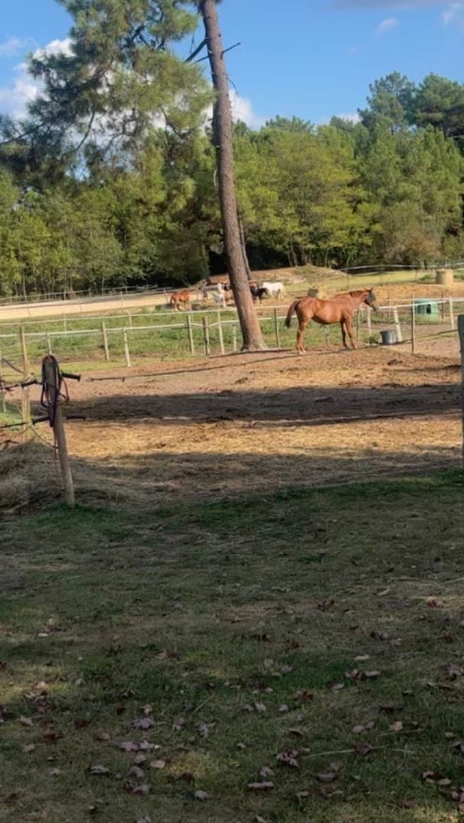 CENTRE EQUESTRE DU GRAND VIGNOBLE — photo 1
