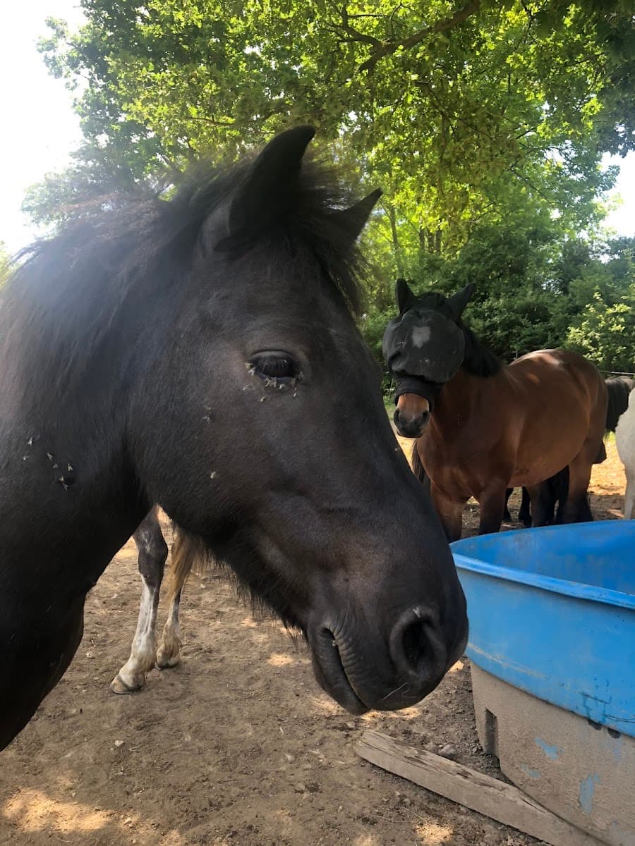 CENTRE EQUESTRE DU PILAT — photo 1