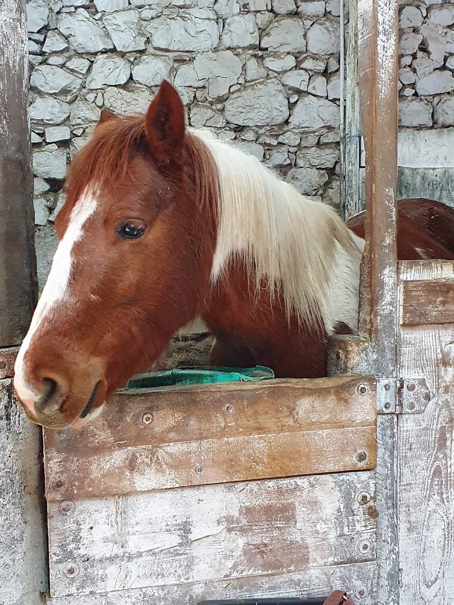 CENTRE EQUESTRE DU ST EYNARD — photo 1