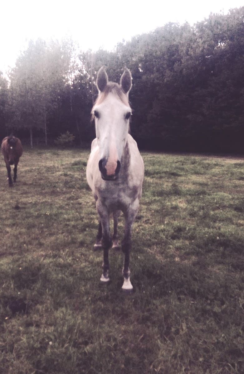CHEVAL LA LANDE COMPETITION — photo 1