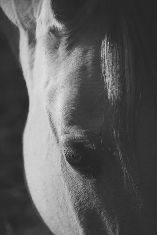 CHEVAL OSE — photo 1