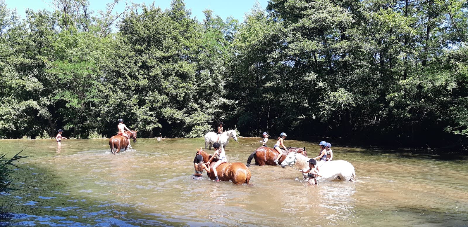 CHEVAL VERT — photo 1