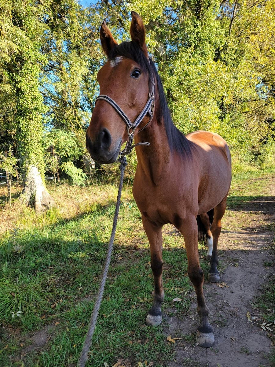 Domaine équestre de sainte terre — photo 1