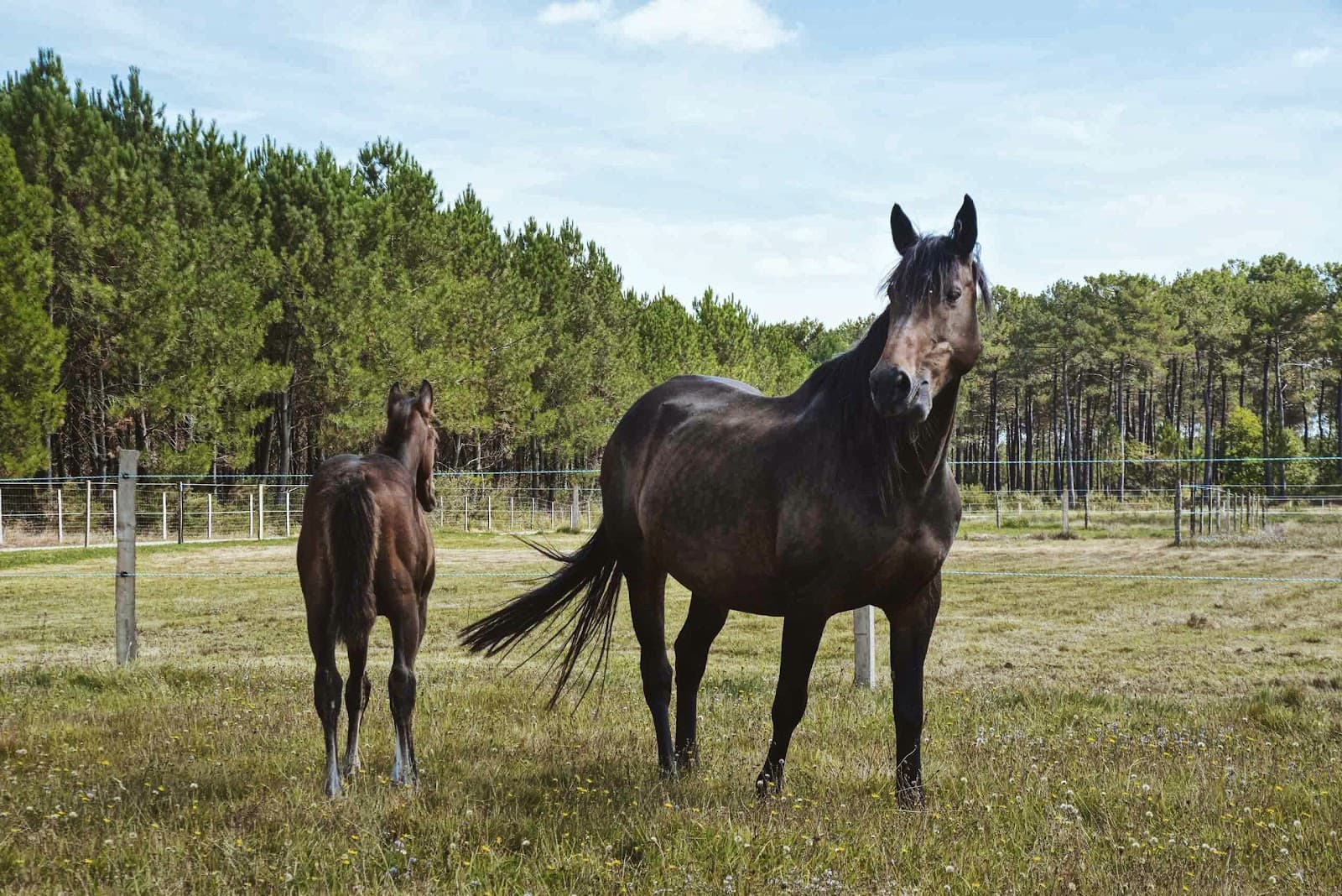 DOMAINE EQUESTRE DE SALAUNES — photo 1