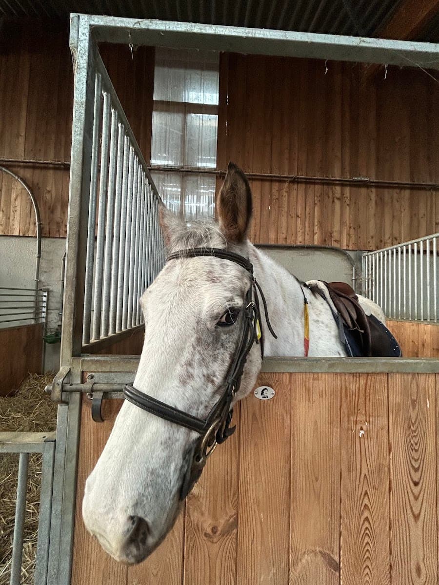 ECOLE D EQUITATION DE CHESNY — photo 1