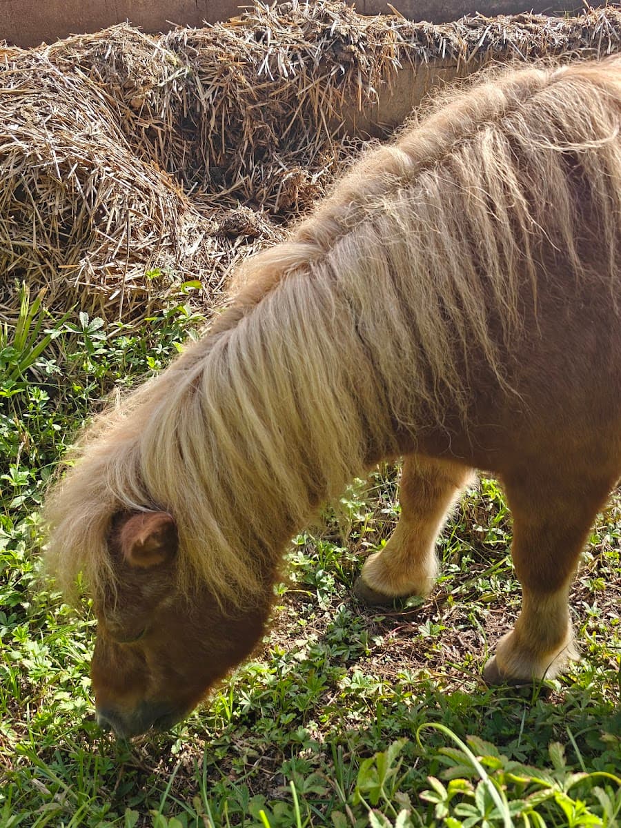 Ecole d'équitation du Parc de Haye — photo 1