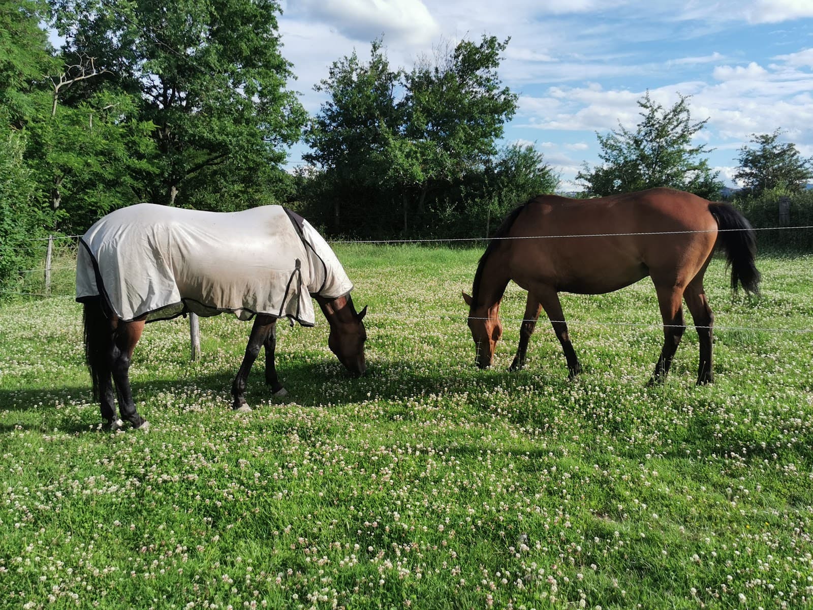 ECURIE AS EQUITATION — photo 1