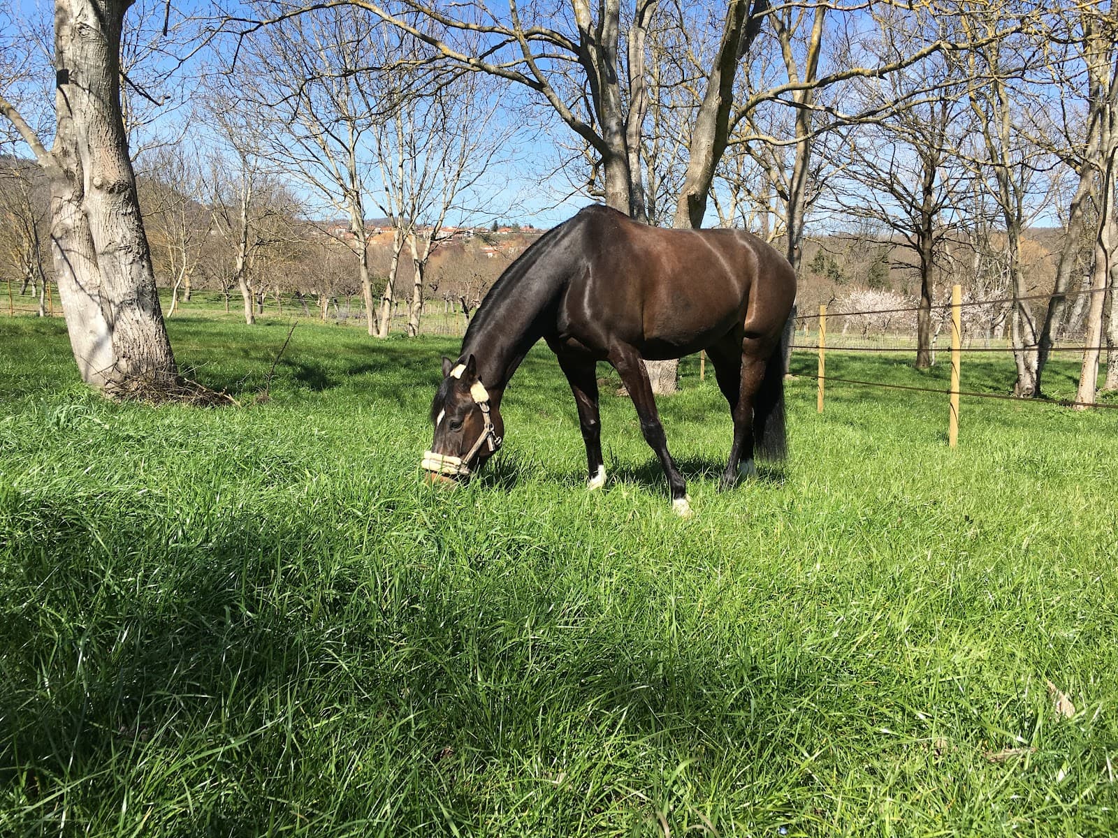 ECURIE DE LAUZ — photo 1