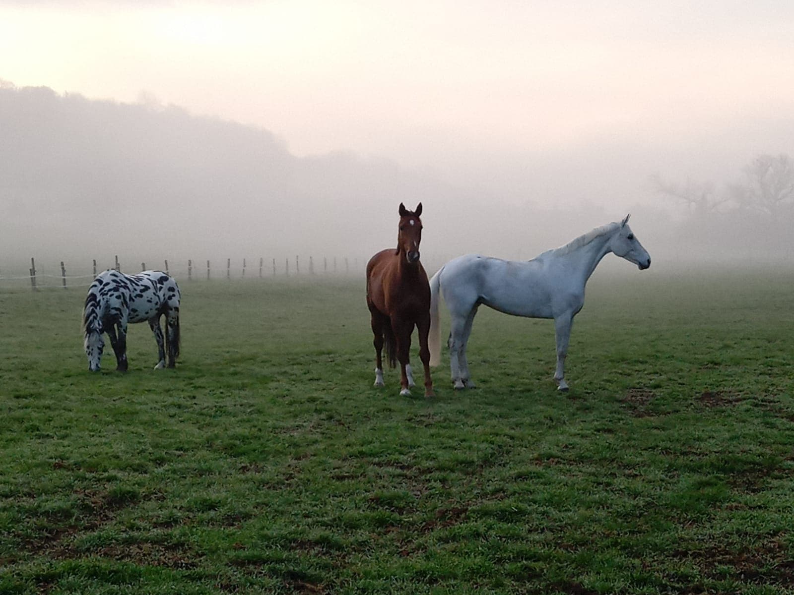 ECURIE DES ANDRETTES — photo 1