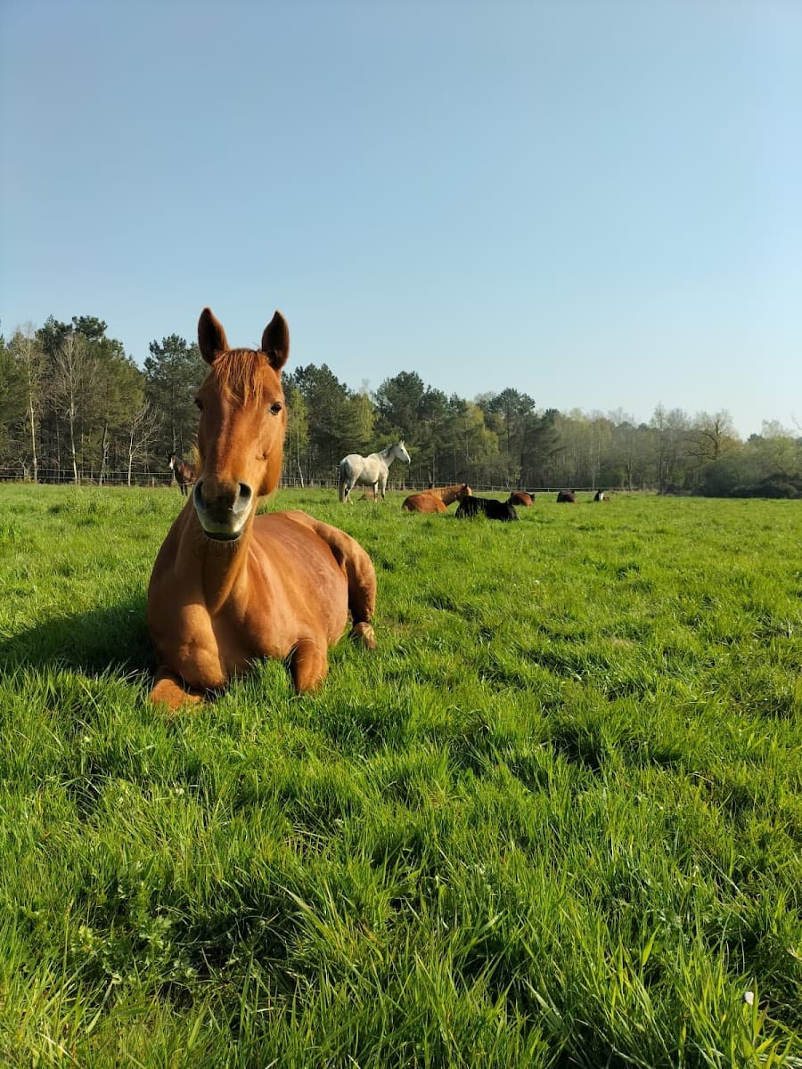 Écurie des Mignons — photo 1