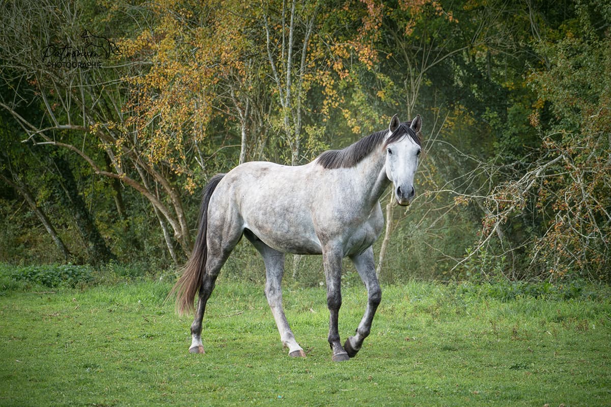 ECURIE DU PELIN — photo 1