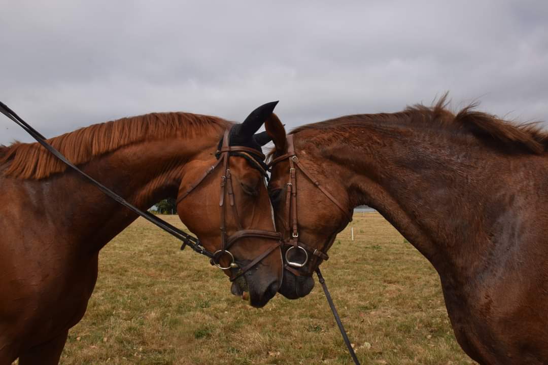 ECURIE HORSE SOLUTION — photo 1