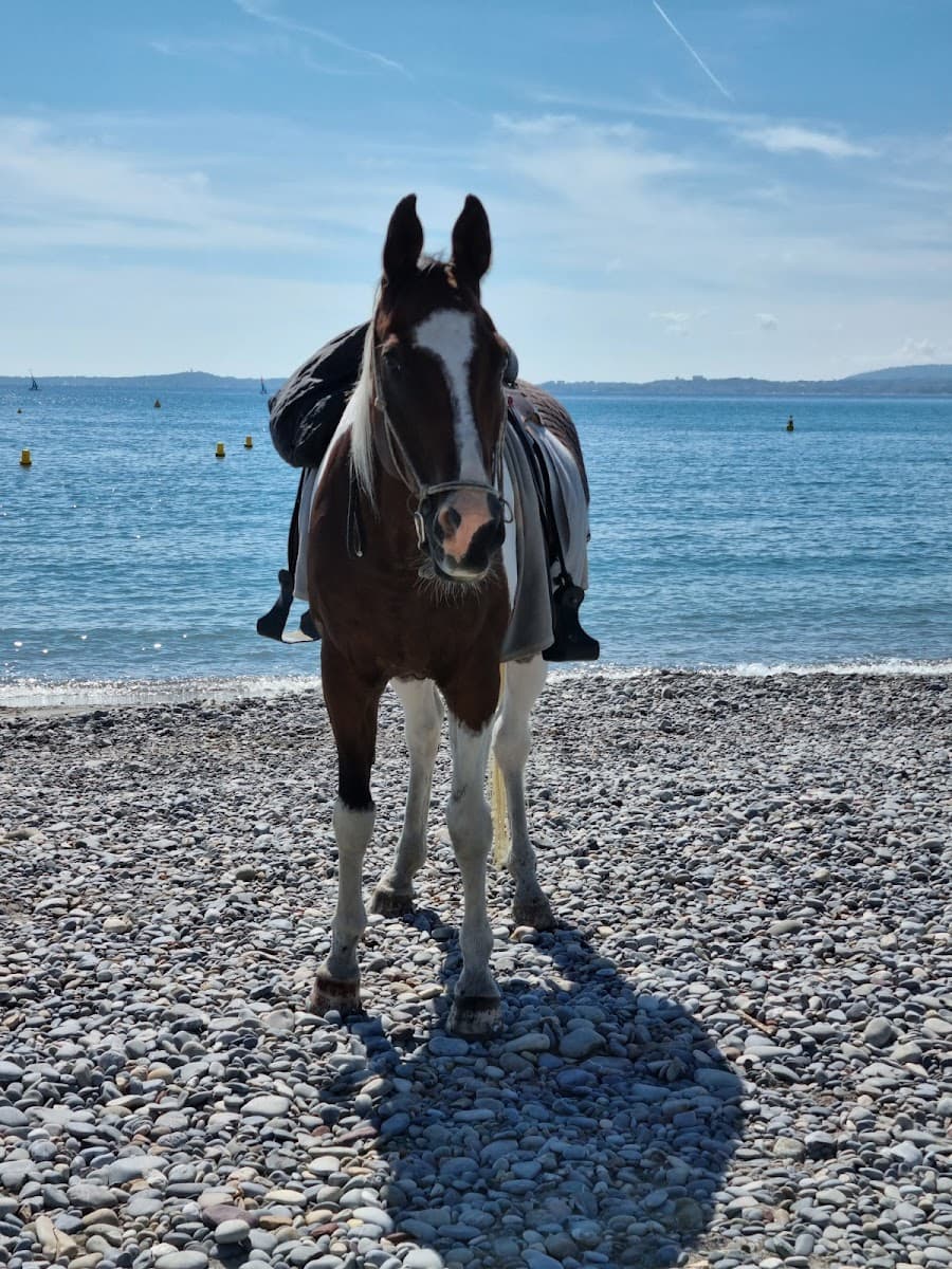ECURIE LA PIROUETTE — photo 1