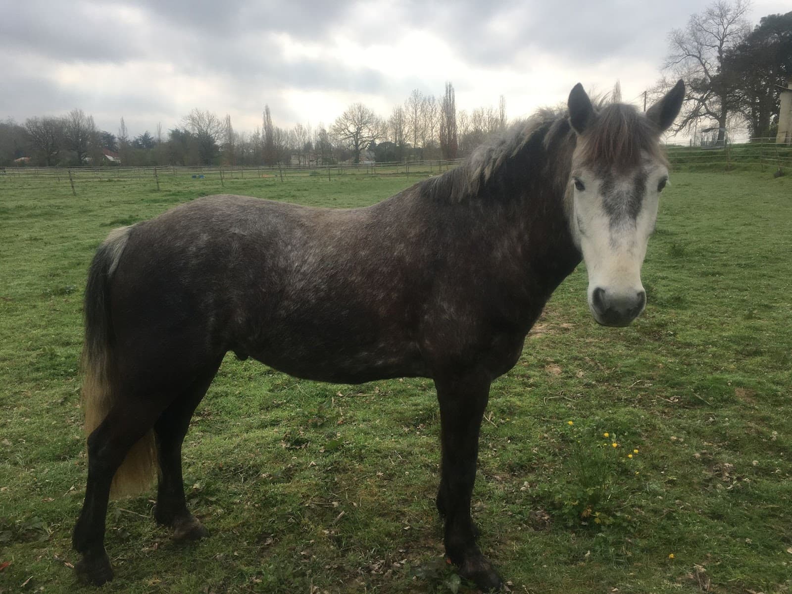 ECURIE PONEY CLUB DE LOMAGNE — photo 1