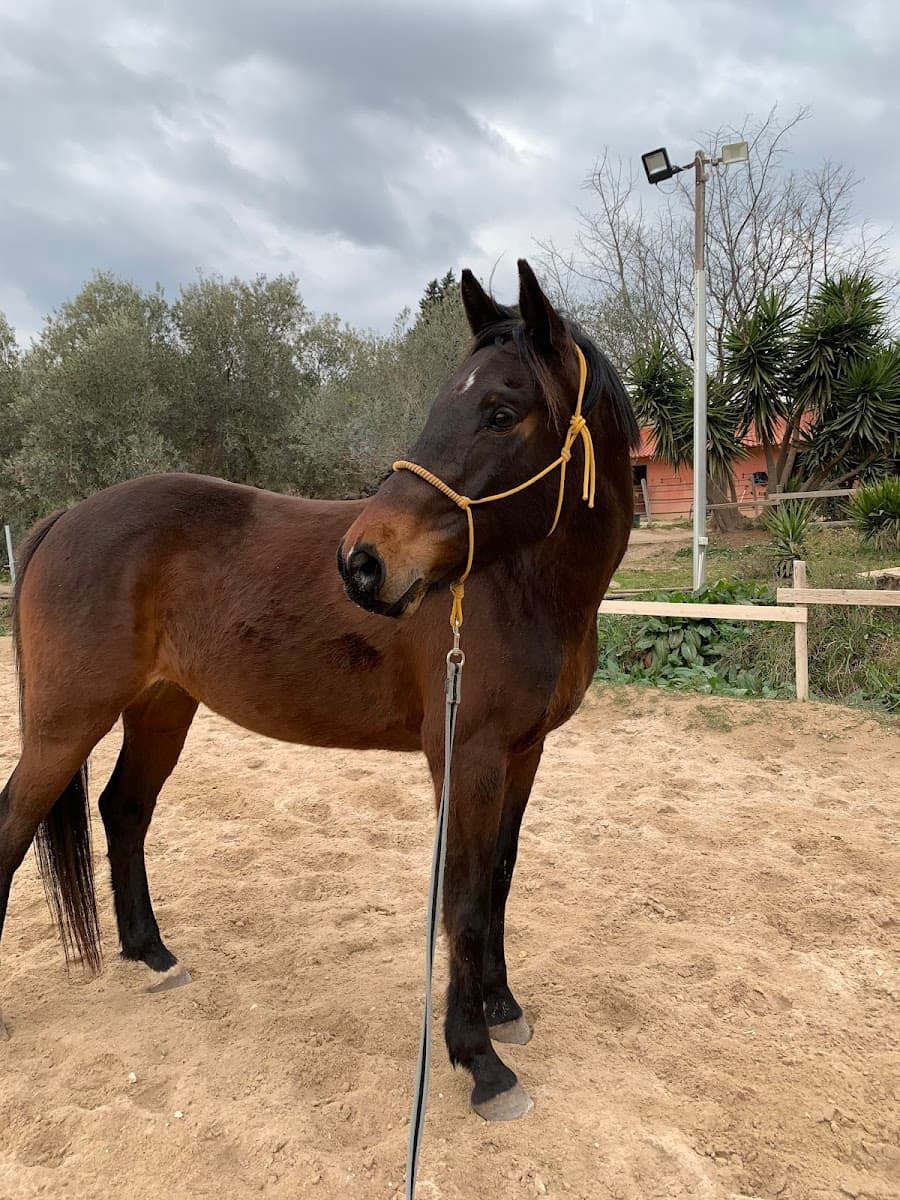ECURIE SALAMMBO — photo 1