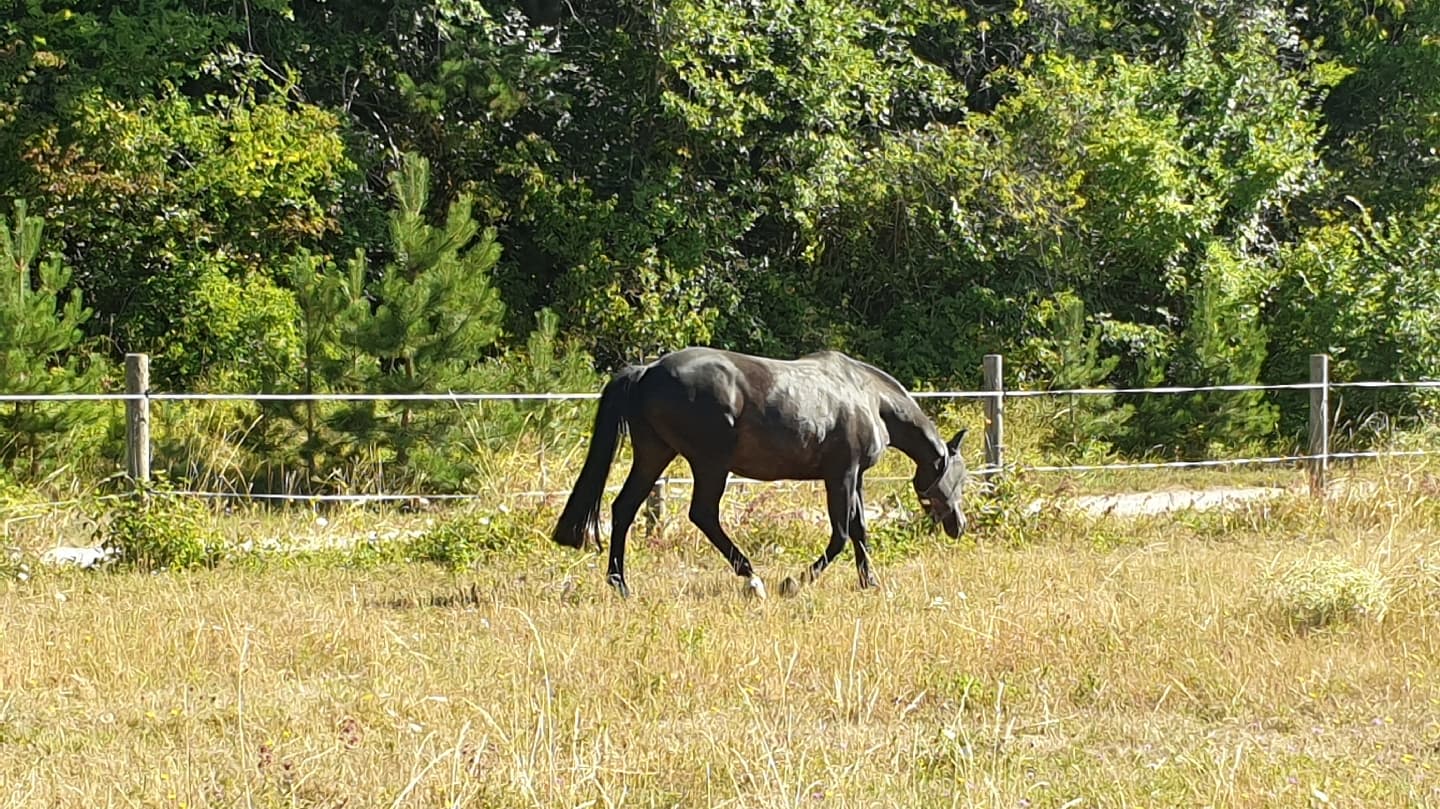 ECURIES DE CHENAY — photo 1
