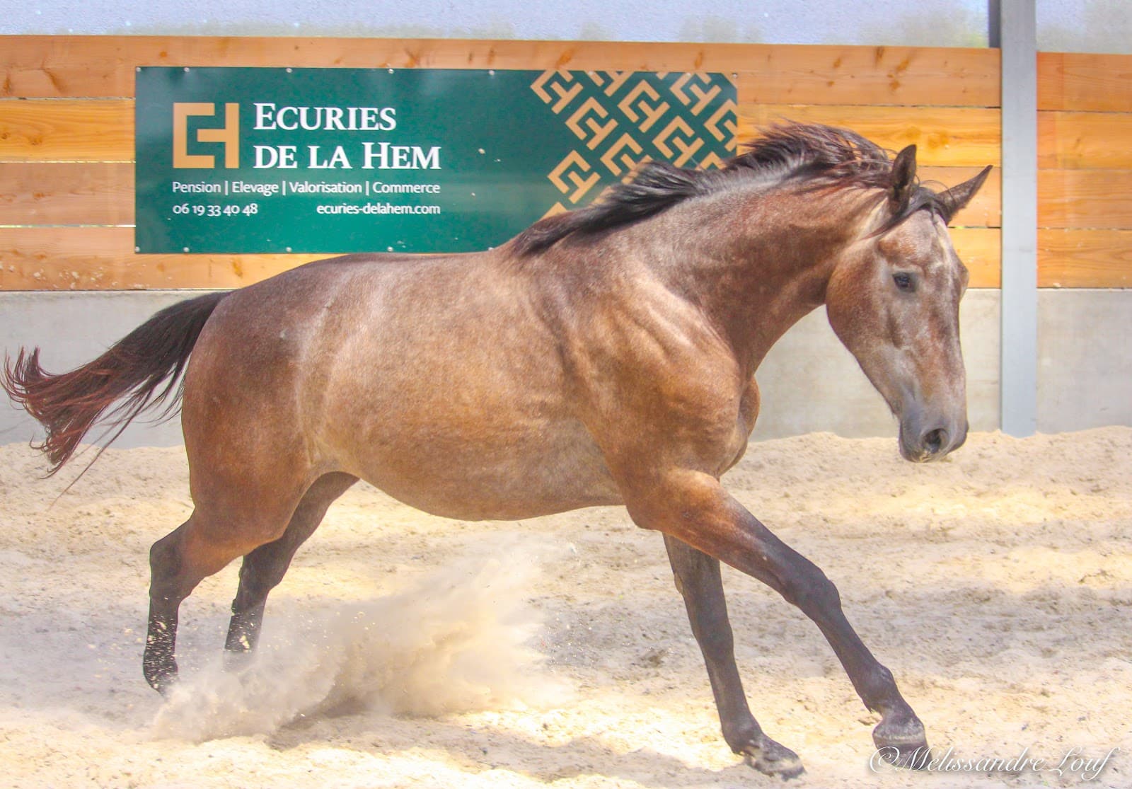 Écuries de la Hem — photo 1