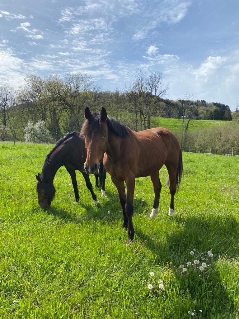 Ecuries des Blés d'Or — photo 1