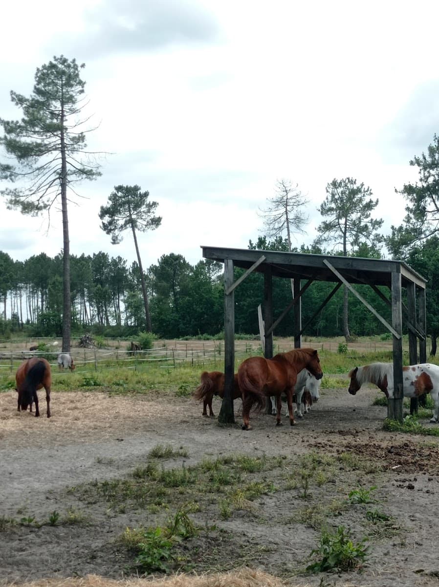 ECURIES DU LAC D HOSTENS — photo 1