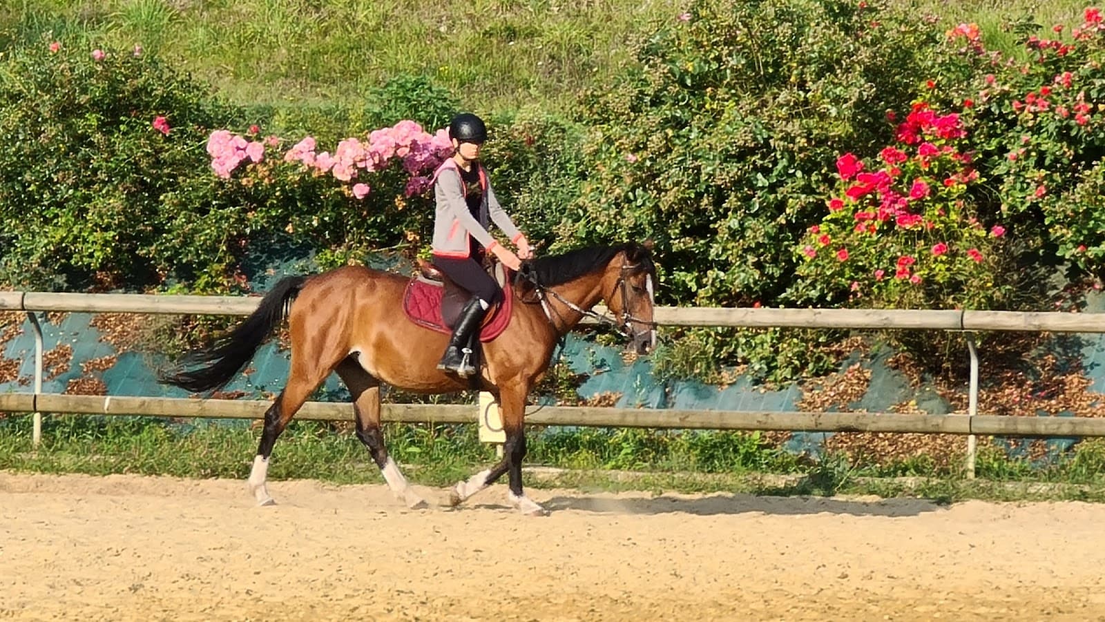 ECURIES DU ROSIER — photo 1