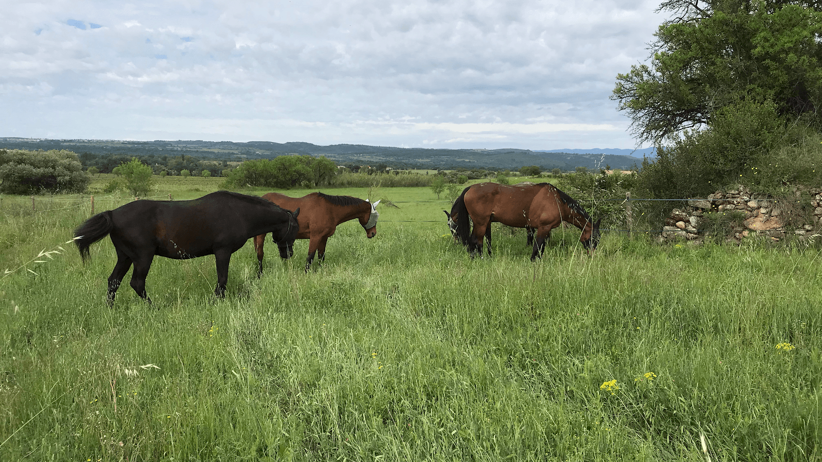 ECURIES LES EMBRUNS D OR — photo 1
