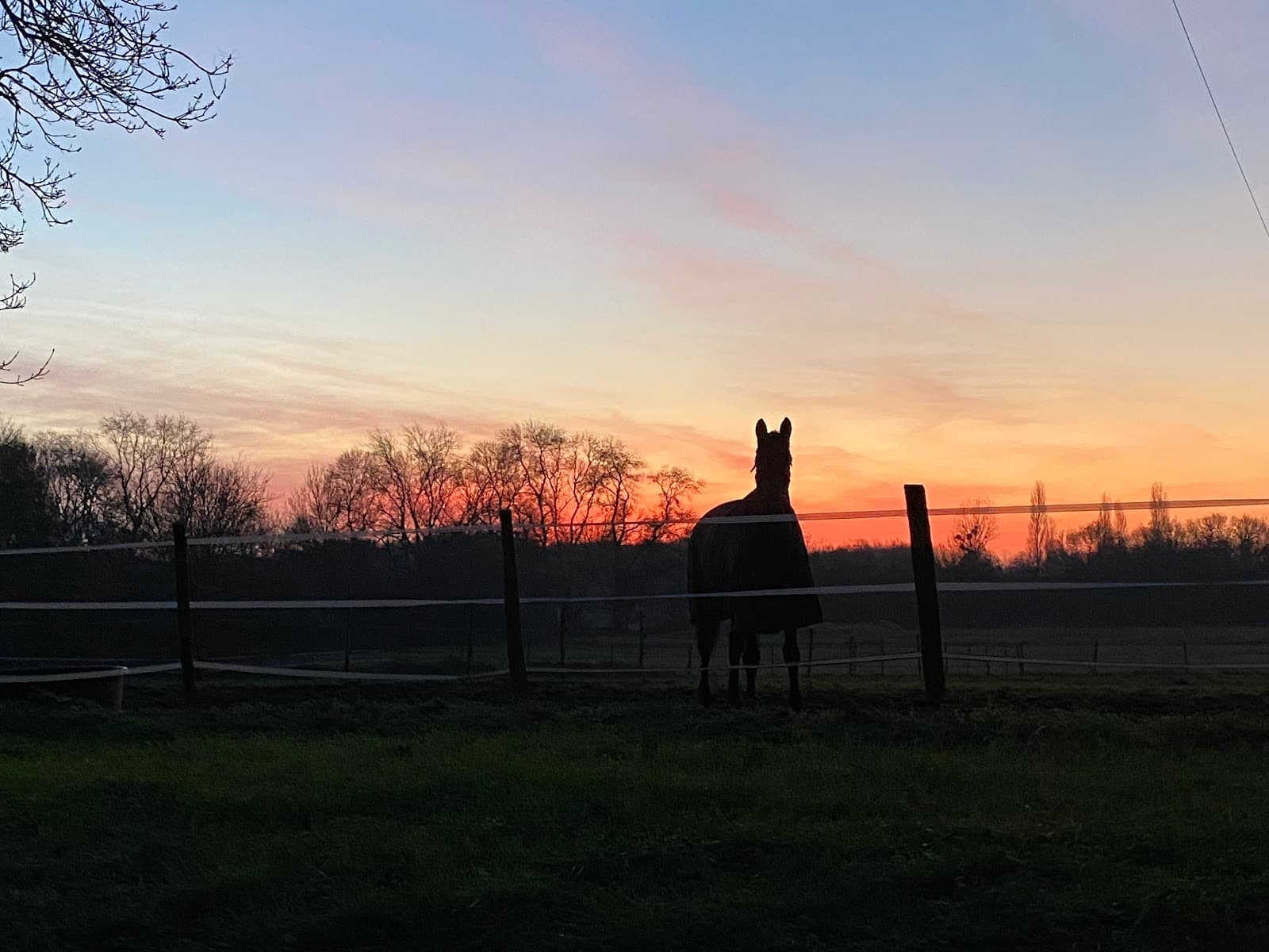 EDUC HORSE — photo 1