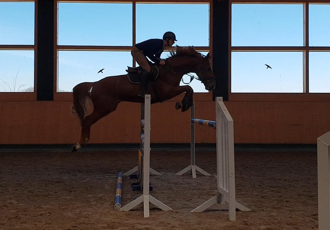 ELEVAGE DE LEPINE — photo 1