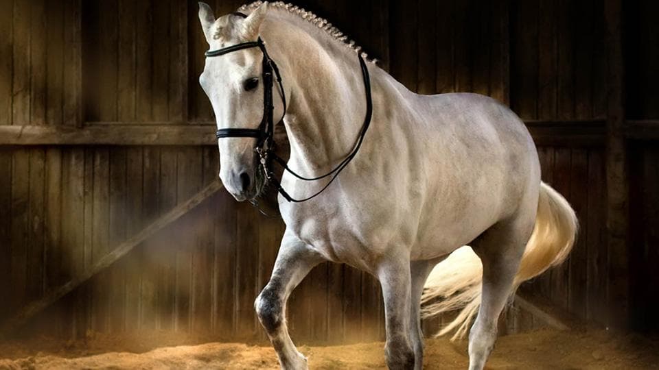 EQUI JUMP — photo 1
