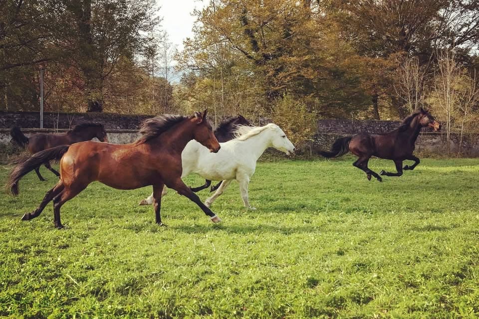 EQUI POM D AMOUR — photo 1