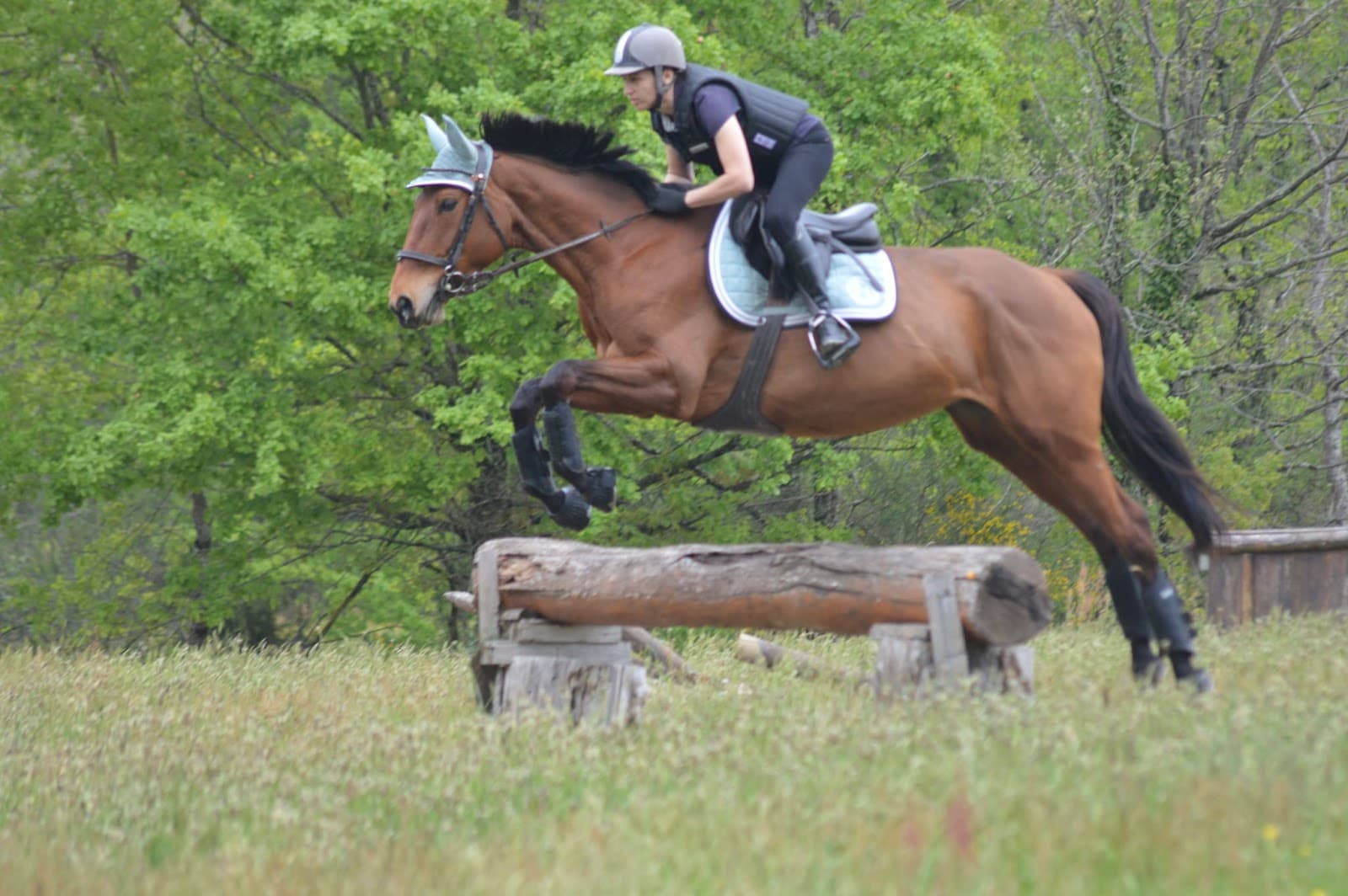EQUICOACH-AMBER — photo 1