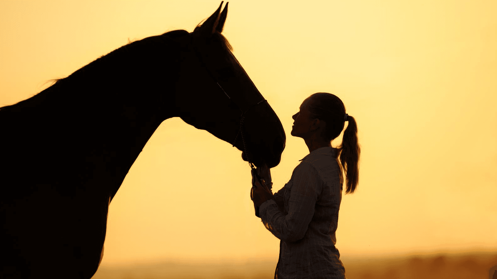 EQUILOGIC FARM — photo 1