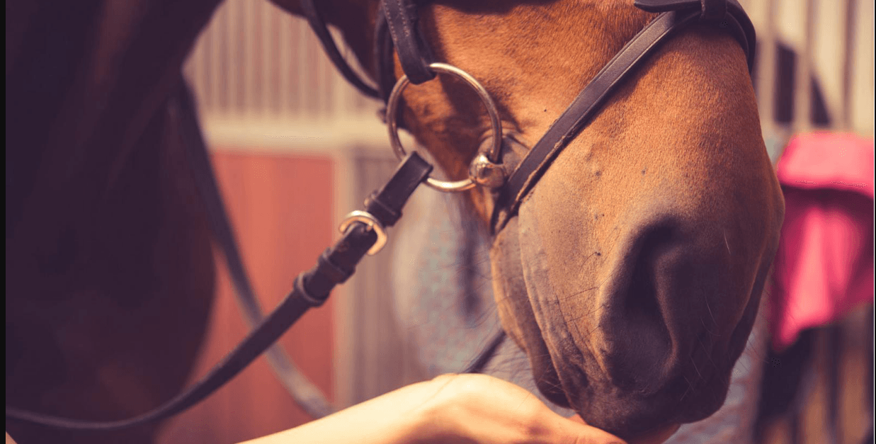 EQUIT A COMMELLE — photo 1