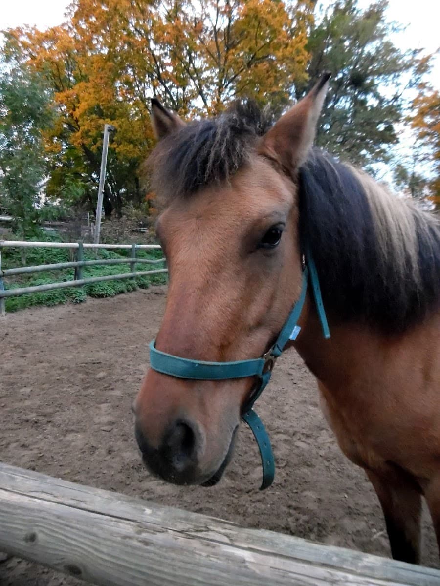 EQUITATION SAINT MAX — photo 1
