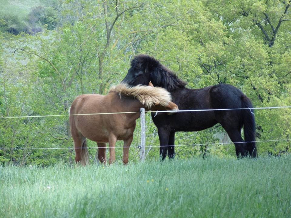 FARANDOLE EQUESTRE — photo 1