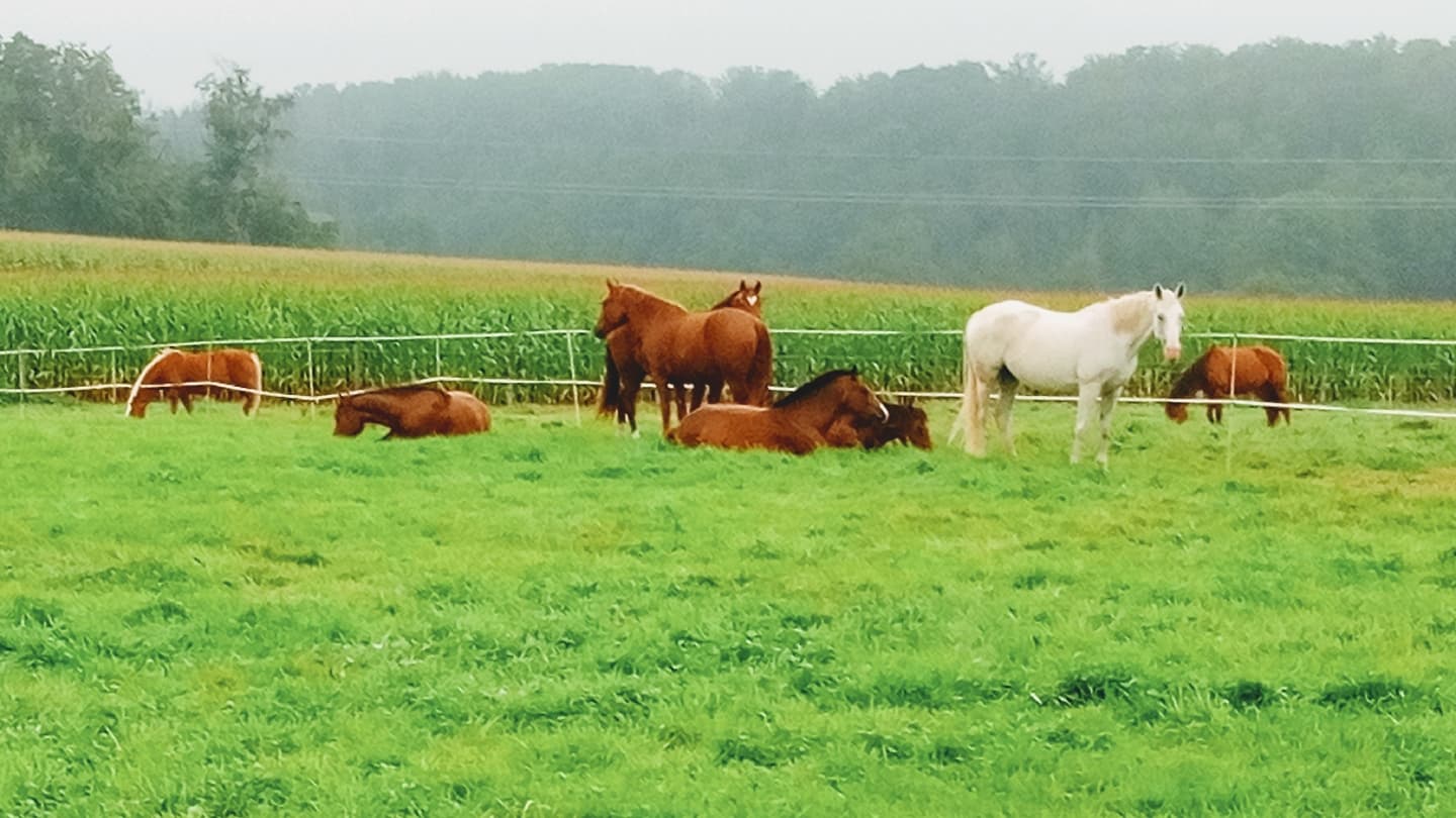 FERME EQUESTRE BARTHLIHUTTE — photo 1