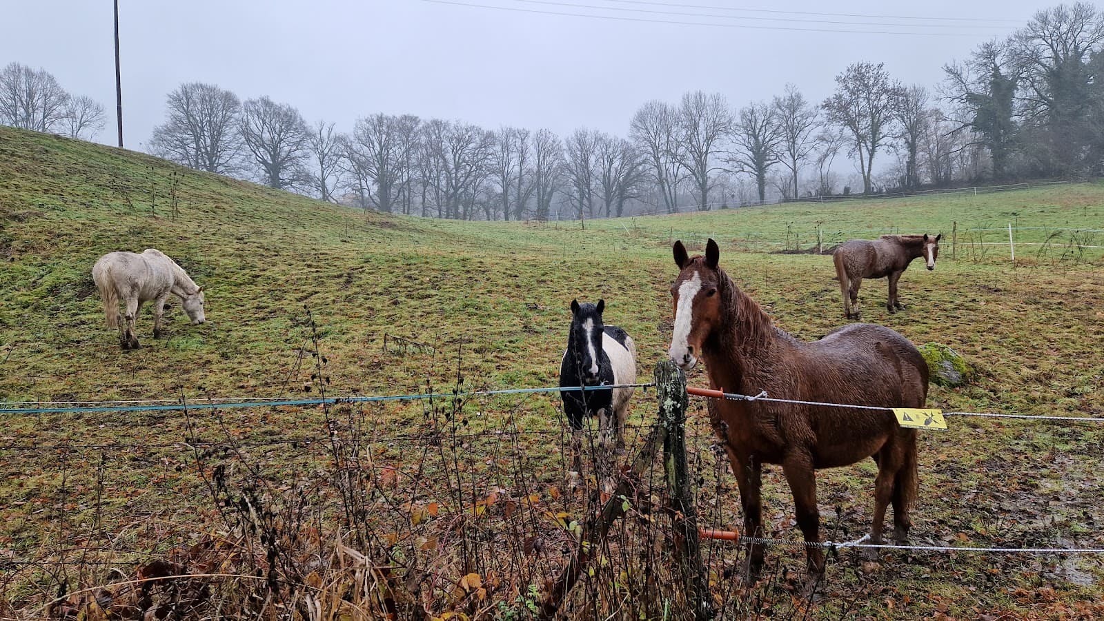 FERME EQUESTRE CHEVAL DECOUVERTE — photo 1