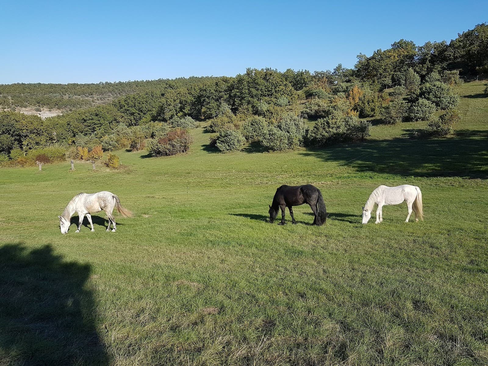 FERME EQUESTRE LE RELAIS DE VAZEILLE — photo 1